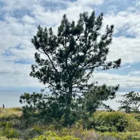 Golden State Naturalist artwork