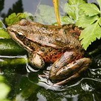 Golden State Naturalist artwork