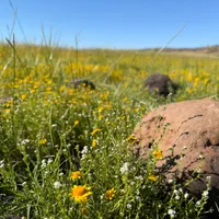 Golden State Naturalist artwork
