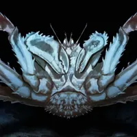 ExtinctZoo artwork