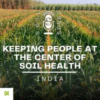 Soil Sense artwork