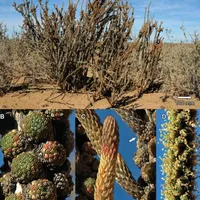Crime Pays But Botany Doesn't artwork