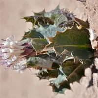 Crime Pays But Botany Doesn't artwork