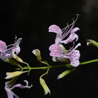 Crime Pays But Botany Doesn't artwork
