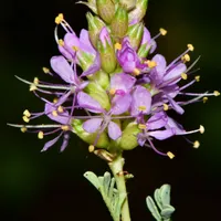 Crime Pays But Botany Doesn't artwork