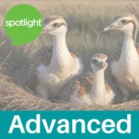 Spotlight English: Advanced artwork