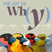 The Joy of Why artwork