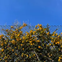 Field Recordings artwork