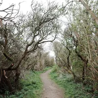Field Recordings artwork