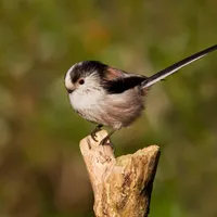 Science Weekly artwork