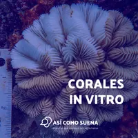 Así como suena artwork