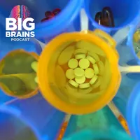 Big Brains artwork