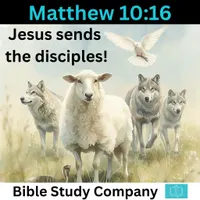 Bible Study Company: Podcast for Pewsitters artwork