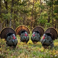 Sportsmen's Empire - Turkey Hunting artwork