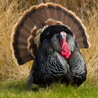 Sportsmen's Empire - Turkey Hunting artwork