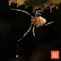Science Friday artwork