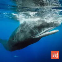 Science Friday artwork