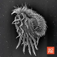 Science Friday artwork