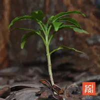 Science Friday artwork