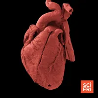 Science Friday artwork