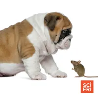 Science Friday artwork