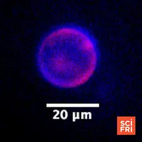 Science Friday artwork