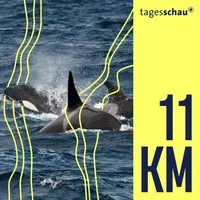 11KM: der tagesschau-Podcast artwork