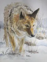 The Field Guides artwork