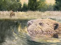 The Field Guides artwork