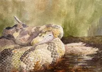 The Field Guides artwork