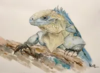 The Field Guides artwork