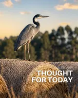 Thought For Today artwork