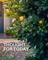 Thought For Today artwork