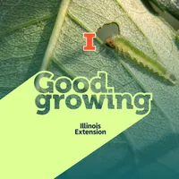 Good Growing artwork