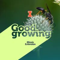 Good Growing artwork
