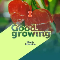 Good Growing artwork