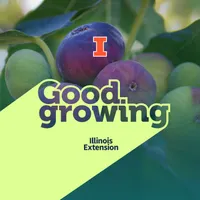 Good Growing artwork