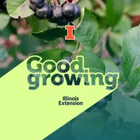 Good Growing artwork