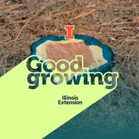 Good Growing artwork