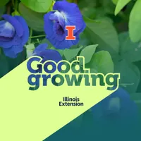 Good Growing artwork