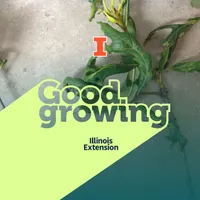 Good Growing artwork