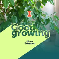 Good Growing artwork