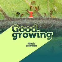 Good Growing artwork