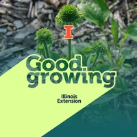 Good Growing artwork