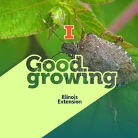 Good Growing artwork