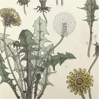 KPFA - The Herbal Highway artwork