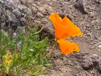 KPFA - The Herbal Highway artwork
