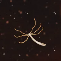 Invisibilia artwork