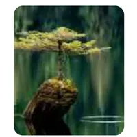 Healing TRAUMA artwork