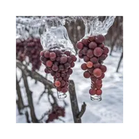Matthew's World of Wine and Drink artwork